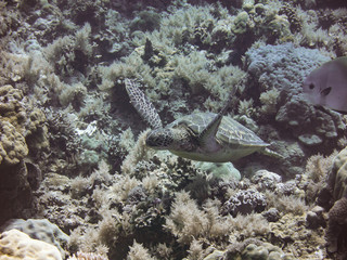 Sea turtles swimming in the ocean of Palau, Pacific