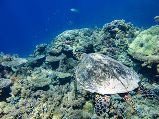 Sea turtles swimming in the ocean of Palau, Pacific