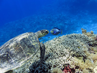 Sea turtles swimming in the ocean of Palau, Pacific