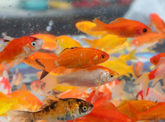 goldfish swim in an aquarium in a pet shop