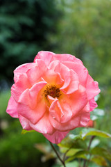 fragrant rose pink and orange colored, blurry garden background