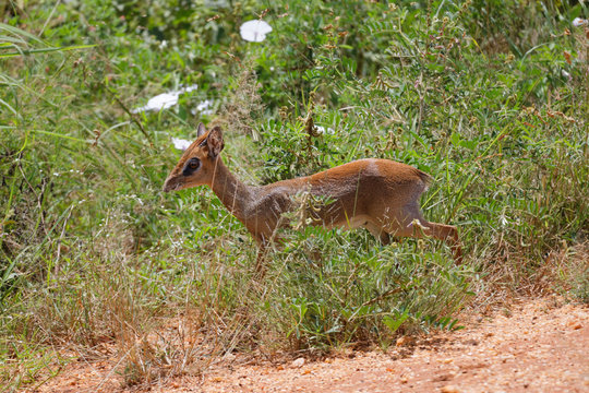Kirk-Dikdik