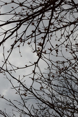 曇り空の葉が落ちた木