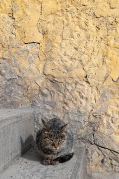 Close Up Of A Cat Sitting And Sleeping Against Yellow Concrete Wall