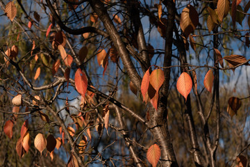Close up of leaves hanging on a tree in Autumn season