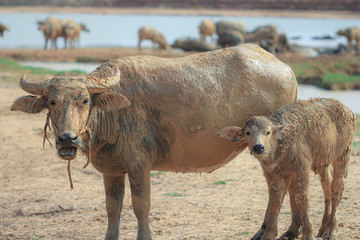 Fototapeta premium buffalo herd is walking to graze by the river in Thailand.