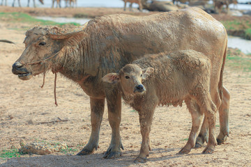 buffalo herd is walking to graze by the river in Thailand.