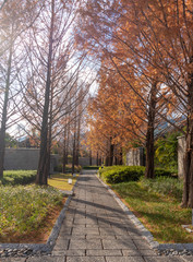 Big tall tree in an autumn season in a garden with sunbeam
