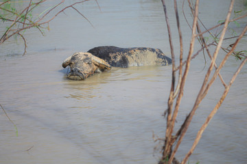 buffalo that is playing in the river in the summer.