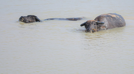 Fototapeta premium buffalo that is playing in the river in the summer.