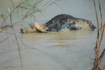 Obraz premium buffalo that is playing in the river in the summer.