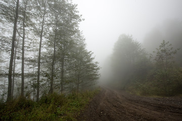 Fototapeta na wymiar foggy road