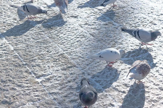 pegeons on the snowy floor, high key photgraphy 