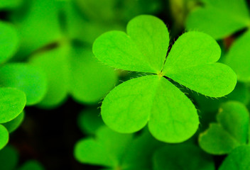 Fototapeta na wymiar Background green three-leaved shamrock, St.patrick's day celebration holiday symbol