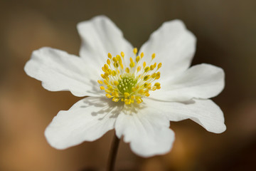 Wood anemone (Anemone nemorosa) white anemone in shady woods, early spring flower in buttercup family Ranunculaceae. Windflower, thimbleweed or smell fox white anemone, rhizomatous toxic plant 