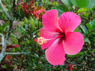 Hibiscus rosa-sinensis or is a genus of flowering plants in the mallow family, Malvaceae. It was a...