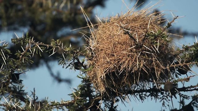 Speke's Weaver (Ploceus spekei) buliding its nest in Kenya