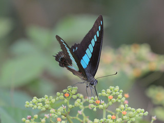 右斜め前に向いて蜜を吸うアオスジアゲハ