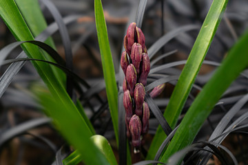 春の花