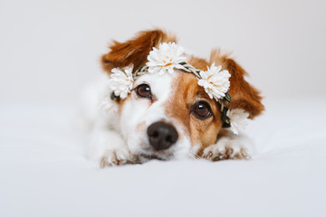 beautiful jack russell dog at home wearing a white wreath of flowers. Springtime and lifestyle concept