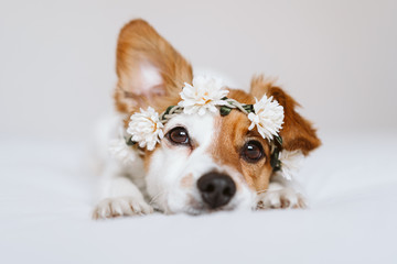 beautiful jack russell dog at home wearing a white wreath of flowers. Springtime and lifestyle...