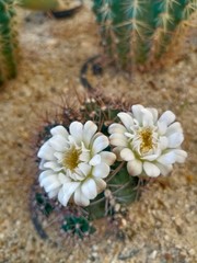 Fototapeta na wymiar white flowers of cactus on a wooden background
