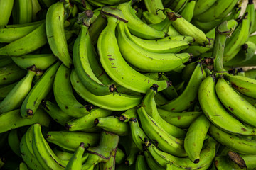 full frame close up shot of fresh green plantains, hand picked. Typical caribbean and dominican republic produce. - obrazy, fototapety, plakaty