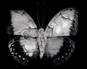 Garden poster Butterflies in Grunge Grunge butterfly