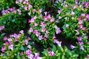 Fototapeta na wymiar The white-pink flowers is known as Torenia fournieri. This flower is commonly named wishbone flower and clown flower.