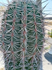 cactus on a background