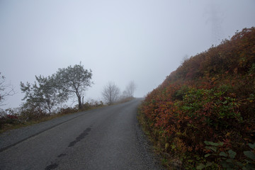 foggy road and tree