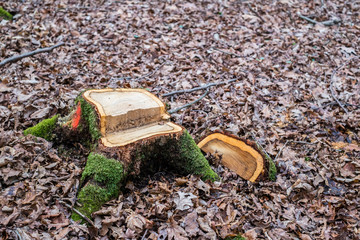 Stump of freshly cut tree in forest