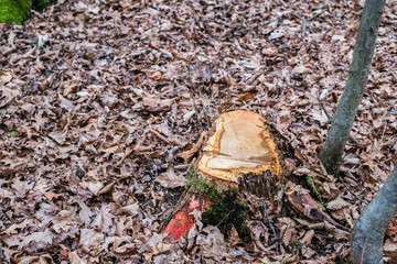 Stump of freshly cut tree in forest