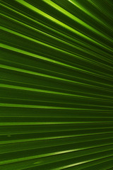 Obraz premium texture of leaf