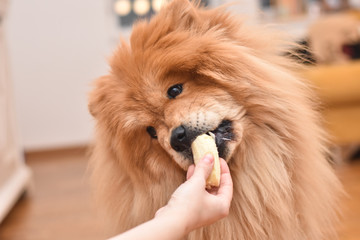 Beautiful dog chow chow eating banana from woman hand. Purebred dog eating in the house - Powered by Adobe