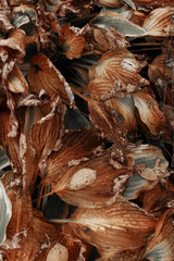 autumn leaves on the ground