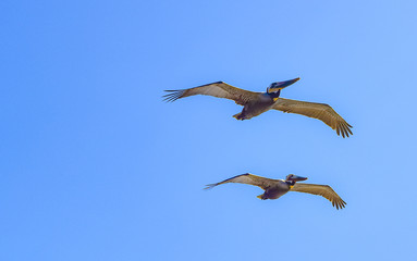 albatross