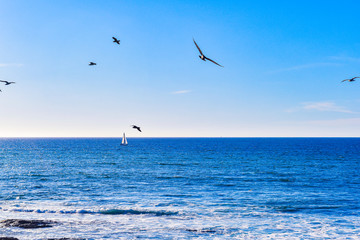 boat and birds