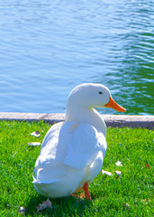 duck