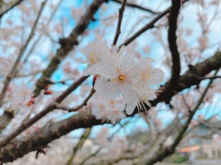 さくらんぼの花