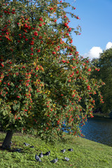 Fruit of the Rowan or Moutain Ash Tree