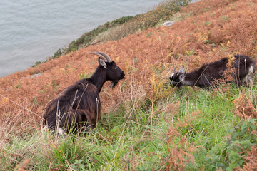 Wild Goats (Capra aegagrus) wandering the coastal hills of Devon