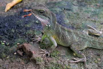 Chinese Water Dragon (Physignathus cocincinus)