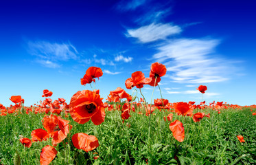Idyllic view, meadow with red poppies blue sky in the background