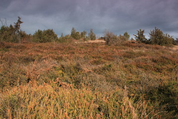 Lande de la Flotte et du Cluzeau (Haute-Vienne)