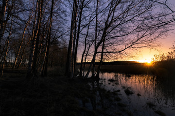 Silhouetted trees against an early colourful morning sunrise