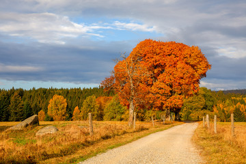 Fototapeta premium Autumn in Sumava mountain