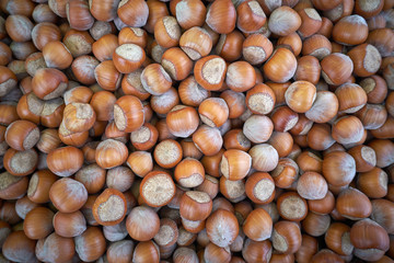 Macro photo Hazelnut nuts. Photo nature food Hazelnut nuts in shell