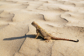 Lizard on the sand. Toadhead agama (Phrynocephalus interscapularis). Kyzylkum Desert, Uzbekistan.