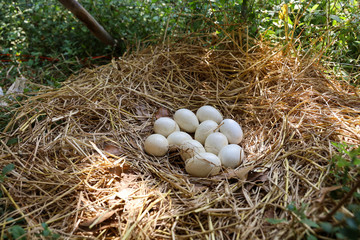 Group White Turkey egg on hay nest in garden at thailand